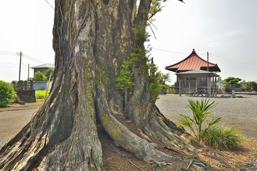 栃木県巨木・栃木市・慈済寺の榧