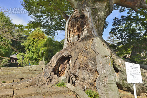 群馬県巨木・藤岡市・大聖峯寺の大ケヤキ