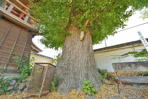 群馬県巨木・高崎市・浄泉寺大銀杏