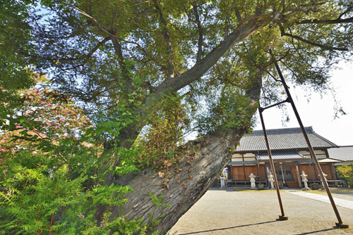 群馬県巨木・高崎市・専福寺のカヤ