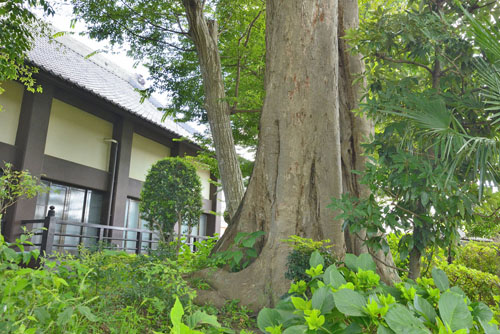 埼玉県巨木・伊奈町・桂全寺のムクノキ