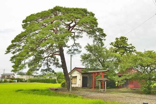 埼玉県巨木・幸手市・木立香取神社のアカマツ