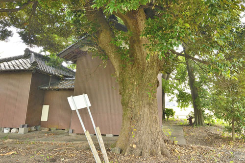 埼玉県巨木・加須市・上高柳諏訪神社のスダジイ