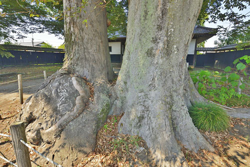 栃木県巨木・小山市・福地家のケヤキ