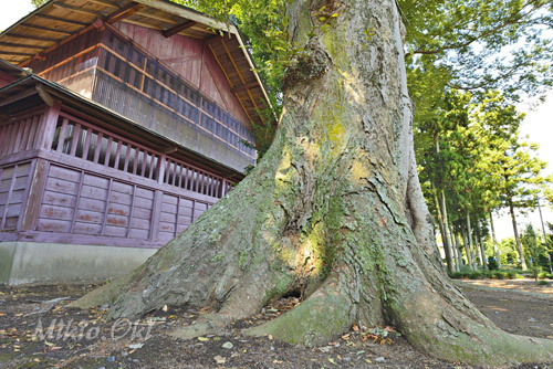 栃木県巨木・小山市・上宮神社のケヤキ