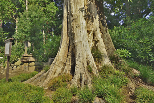 栃木県巨木・下野市・龍興寺のシラカシ
