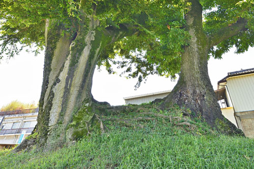 栃木県巨木・下野市・小金井一里塚のエノキ