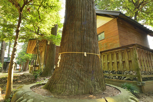 埼玉県巨木・嵐山町・菅谷神社のスギ