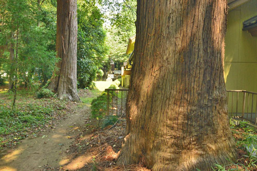 埼玉県巨木・滑川町・月輪神社のスギ