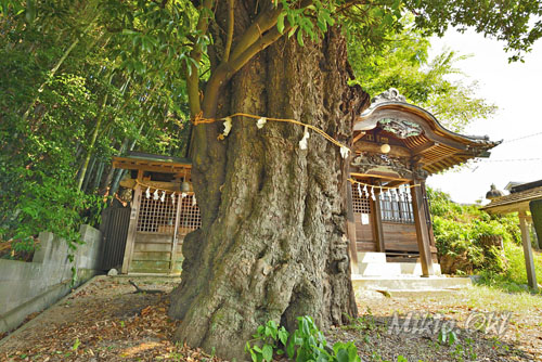 埼玉県巨木・小川町・白山神社の大カシ