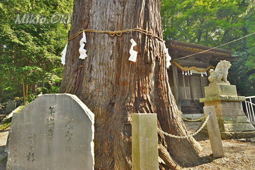 埼玉県巨木・東秩父村・天神社大杉