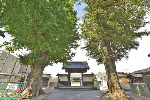 埼玉県巨木・久喜市・天王院のカヤとイチョウ