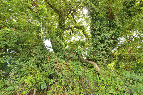 埼玉県巨木・久喜市・青毛のアカメヤナギ