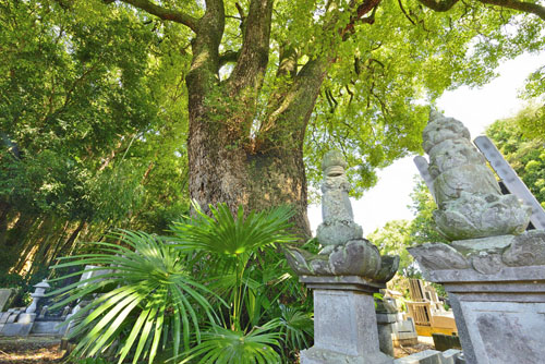 埼玉県巨木・久喜市・善宗寺のクスノキ