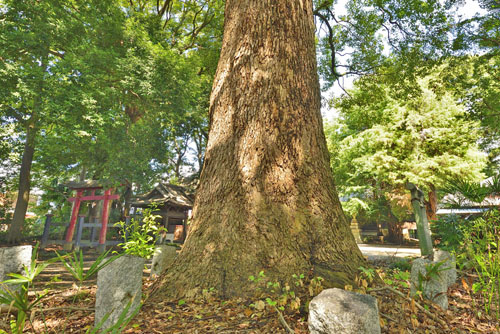 埼玉県巨木・久喜市・小林神社のクスノキ