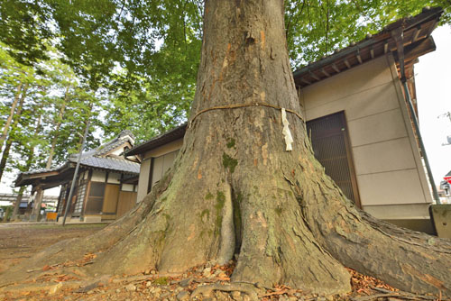 埼玉県巨木・本庄市・西富田金鑚神社のケヤキ