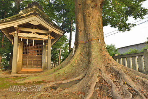 埼玉県巨木・本庄市・牧西八幡大神社のケヤキ