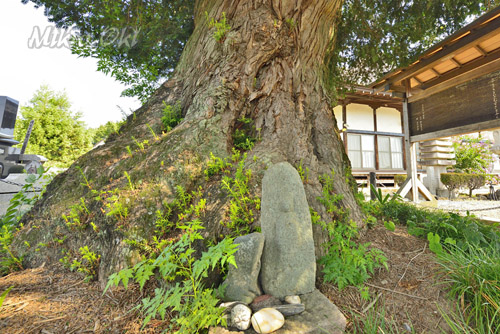 埼玉県巨木・本庄市・飛龍之榧