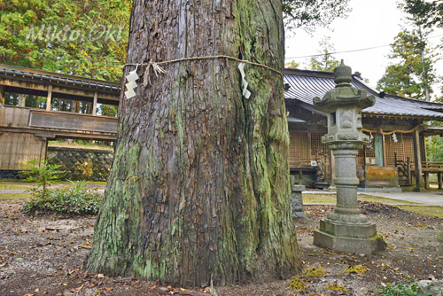 茨城県巨木・笠間市・稲田神社スギとスダジイ