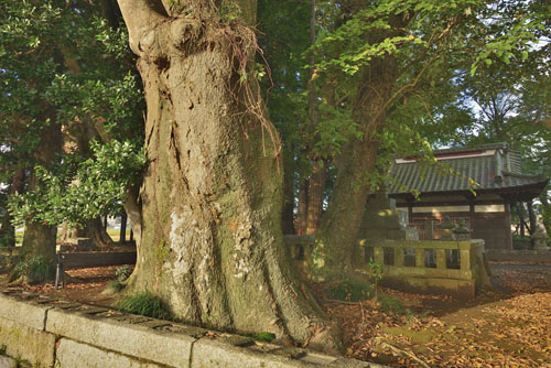 茨城県巨木・笠間市・玉日君御本廟のケヤキ