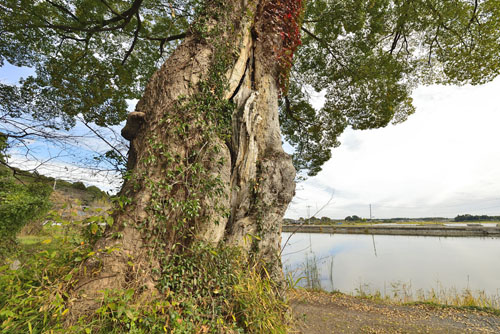 茨城県巨木・笠間市・山根池のムクノキ