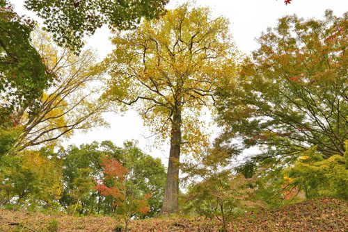 栃木県巨木・足利市・織姫公園のユリノキ