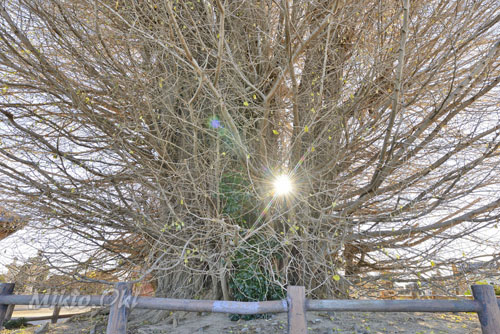 群馬県巨木・太田市・浄蔵寺の大イチョウ