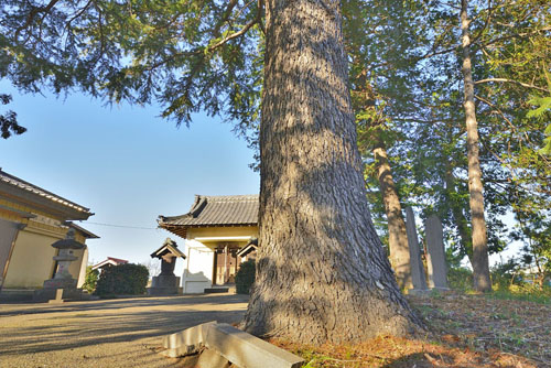 埼玉県巨木・久喜市・高柳香取神社のヒマラヤスギ