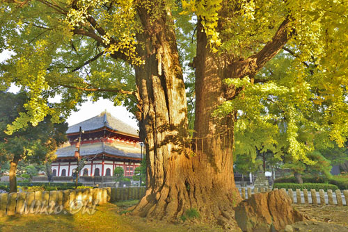栃木県巨木・足利市・鑁阿寺のイチョウ