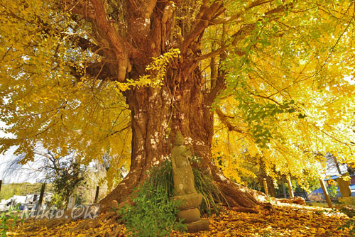 茨城県巨木・取手市・東漸寺のイチョウとクスノキ