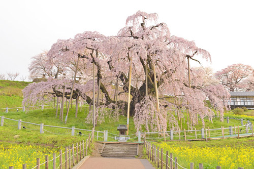 巨木桜福島桜巡り三春滝ザクラ