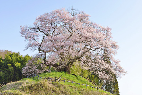 巨木桜発知のヒガンザクラ