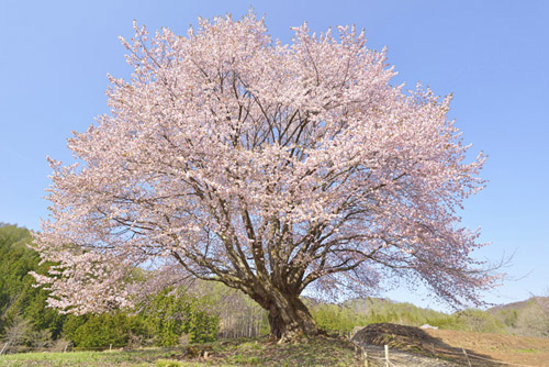 巨木桜天王ザクラ