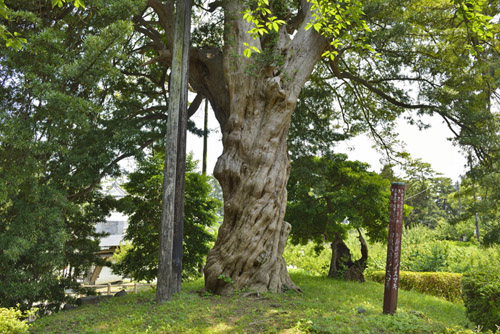 小田原城址公園巨木