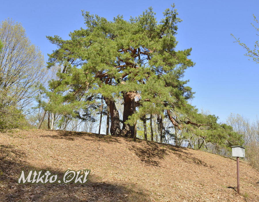 長野県の巨木 からかさ松