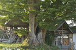 中屋敷熊野神社のケヤキ09