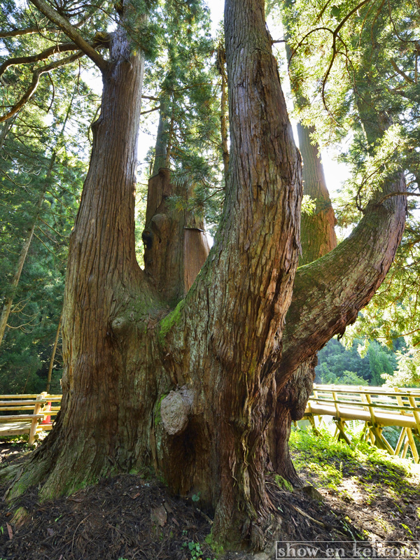 新潟県の巨木 将軍杉