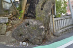 湯前神社のクスノキ-05