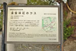 須賀神社のクス-09