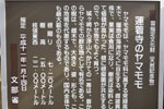 蓮着寺のヤマモモ-09