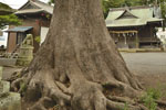 熊野神社の杜-02-08
