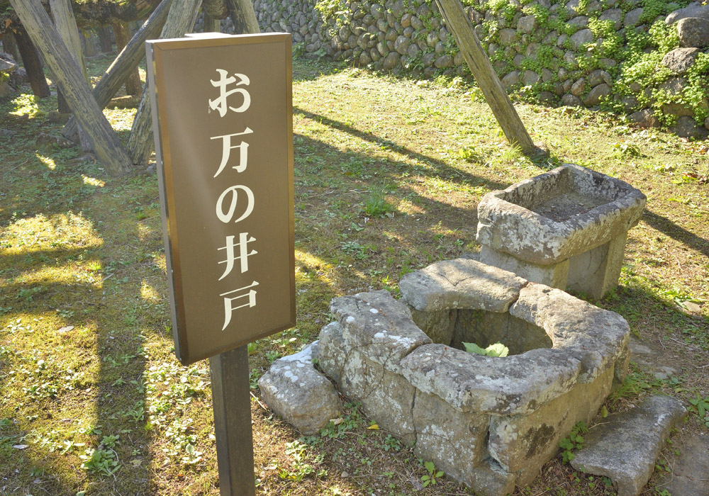 現地引き取り限定】ソテツ 幹曲がり株 希少デザイン樹形 現品販売 2025