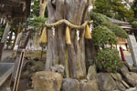 白浜神社のビャクシン樹林03