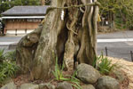 白浜神社のビャクシン樹林11