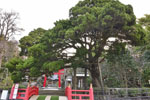 白浜神社のビャクシン樹林12