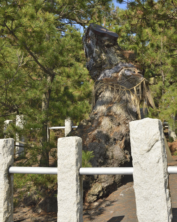 静岡県の巨木 羽衣の松（三保松原）