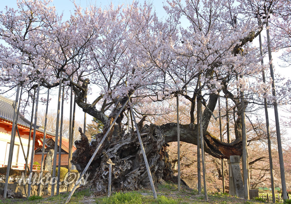 山梨県の巨木 山高神代桜