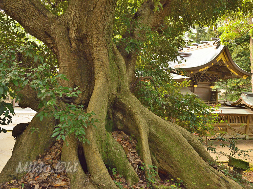 千葉県の巨木 佐原諏訪神社のスダジイ