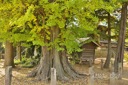 野田愛宕神社のイチョウ-01