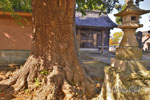 清水八幡神社のイチョウ-06